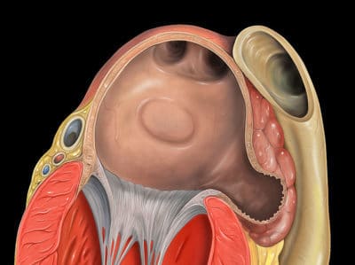 Heart left atrial